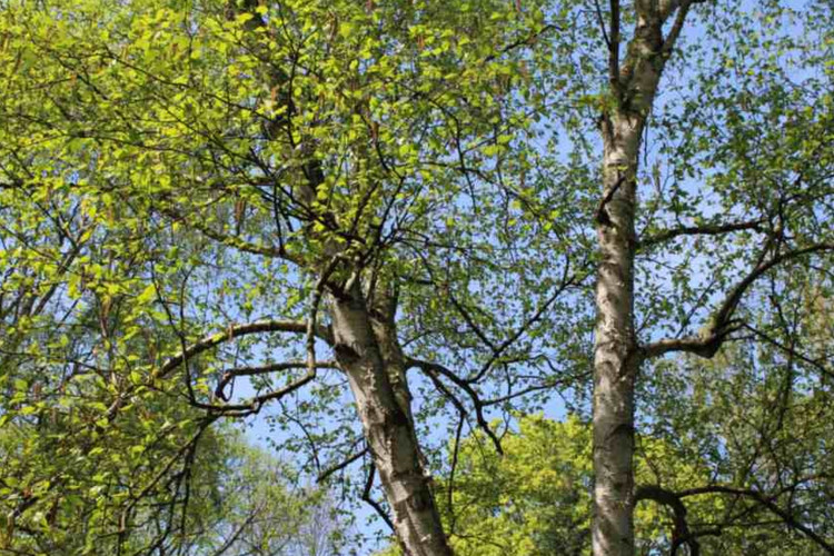 Quelle:   / Bildttext: Die Birke sie sieht schön aus und hat vielfältige Heilwirkungen zu bieten.Bildrechte: www.phytodoc.
