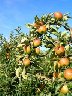 Foto: hot-apple.de